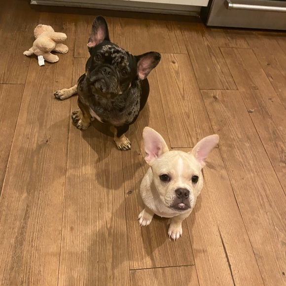 Meet your Posher, Fergie - Picture 2 of 3